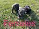 Cane Corso Puppies for sale in Vivian, Louisiana. price: $20,002,500