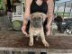 Cane Corso Puppies for sale in Queen Creek, AZ 85142, USA. price: $2,500