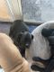 Cane Corso Puppies for sale in Chesapeake, Virginia. price: $1,500