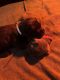 Cane Corso Puppies for sale in Clinton, MD, USA. price: $1,900