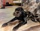 Cane Corso Puppies for sale in Montpelier, Vermont. price: $1,000