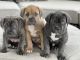 Cane Corso Puppies for sale in Chesapeake, Virginia. price: NA
