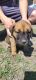 Cane Corso Puppies for sale in Katy, Texas. price: $700