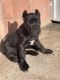 Cane Corso Puppies for sale in Long Beach, California. price: $850
