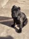Cane Corso Puppies for sale in Long Beach, California. price: $850