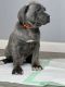 Cane Corso Puppies for sale in Kokomo, Indiana. price: $1,500