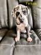 Cane Corso Puppies for sale in San Diego, California. price: $1,000