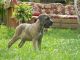 Cane Corso Puppies for sale in Germantown, OH, USA. price: NA