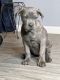 Cane Corso Puppies for sale in Kokomo, Indiana. price: $1,500
