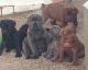 Cane Corso Puppies for sale in El Monte, California. price: $1,600