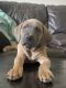 Cane Corso Puppies for sale in Brookhaven, New York. price: $500