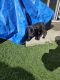 Cane Corso Puppies for sale in San Diego, California. price: $500