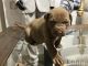 Cane Corso Puppies for sale in Harrisburg, Pennsylvania. price: NA