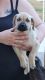Cane Corso Puppies for sale in Okeechobee, Florida. price: $975