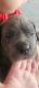 Cane Corso Puppies for sale in Fullerton, California. price: $2,500