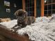 Cane Corso Puppies for sale in Wilmington, North Carolina. price: $500