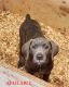 Cane Corso Puppies for sale in Troy, New York. price: $1,500