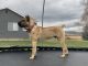 Cane Corso Puppies for sale in Ellensburg, Washington. price: $2,000