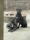 Cane Corso Puppies for sale in Menifee, California. price: $700