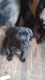 Cane Corso Puppies for sale in Thorndike, Maine. price: $1,500