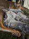 Cane Corso Puppies for sale in Virginia Beach, Virginia. price: $500