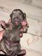 Cane Corso Puppies for sale in Cincinnati, Ohio. price: $1,000