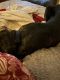 Cane Corso Puppies for sale in Mentor, Ohio. price: $500