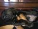 Cane Corso Puppies for sale in Chandigarh, India. price: 50000 INR