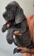 Cane Corso Puppies for sale in Weston, Florida. price: $850