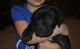 Cane Corso Puppies for sale in Escondido, CA, USA. price: NA
