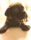 Cane Corso Puppies for sale in Thornton, CO, USA. price: NA