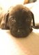 Cane Corso Puppies for sale in Boise, ID, USA. price: NA