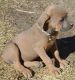 Cane Corso Puppies for sale in Longmont, CO, USA. price: NA