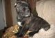 Cane Corso Puppies for sale in Toledo, OH, USA. price: NA