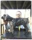 Cane Corso Puppies for sale in Akiachak, AK, USA. price: $500
