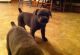 Cane Corso Puppies for sale in Glendale, AZ, USA. price: NA