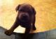 Cane Corso Puppies for sale in Green Forest, AR 72638, USA. price: NA