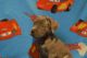 Cane Corso Puppies for sale in Hollywood, FL, USA. price: NA
