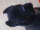 Cane Corso Puppies for sale in Boulder, CO, USA. price: NA
