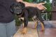 Cane Corso Puppies for sale in Macon, GA, USA. price: NA