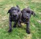 Cane Corso Puppies for sale in Kansas City, KS, USA. price: NA