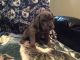 Cane Corso Puppies for sale in Virginia, USA. price: NA