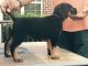 Cane Corso Puppies for sale in Macon, GA, USA. price: NA
