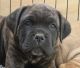 Cane Corso Puppies for sale in Des Moines, IA, USA. price: NA