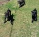Cane Corso Puppies for sale in Anaheim, CA, USA. price: NA