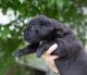 Cane Corso Puppies for sale in Daly City, CA, USA. price: NA