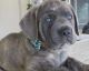 Cane Corso Puppies for sale in Anchorage, AK, USA. price: $400