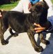 Cane Corso Puppies for sale in Scottsdale, AZ, USA. price: NA