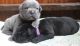 Cane Corso Puppies for sale in Antioch, CA, USA. price: NA