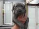 Cane Corso Puppies for sale in Bakersfield, CA, USA. price: $600